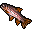  rainbow trout